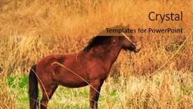  Presentation with wild horse - Audience pleasing theme consisting of cowboy faith - wild horse backdrop and a gold colored foreground