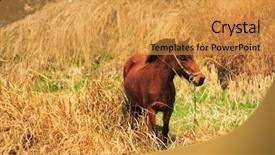  Presentation with wild horse - Beautiful presentation featuring cowboy faith - wild horse backdrop and a gold colored foreground