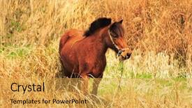 Presentation with wild horse - Amazing PPT layouts having cowboy faith - wild horse backdrop and a yellow colored foreground