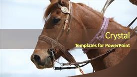 Presentation with cowboy - Beautiful PPT layouts featuring cowboy's horse against the sky backdrop and a  colored foreground