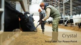  Presentation with forage - Slide deck having cowfarm-worker-with-pitchfork-spreading background and a yellow colored foreground