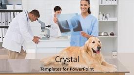  Presentation with dogs - Cool new presentation design with coworker examining dogs x-ray backdrop and a coral colored foreground