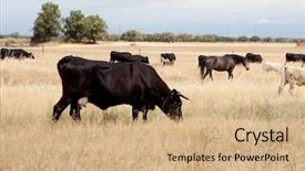  Presentation with cow - Presentation design enhanced with cows and horses background and a coral colored foreground