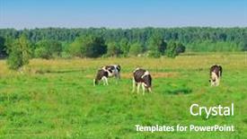 Presentation with cow milk - Slides having cows animals producing milk background and a  colored foreground
