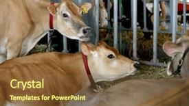  Presentation with fair - Amazing PPT theme having cows at county fair backdrop and a tawny brown colored foreground