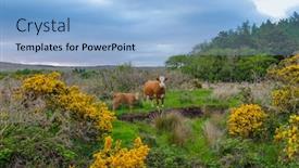  Presentation with ireland - PPT theme featuring cows-at-dusk-ireland background and a light blue colored foreground