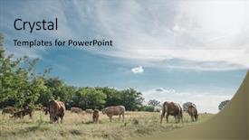  Presentation with cow - Audience pleasing PPT theme consisting of cows at field backdrop and a  colored foreground