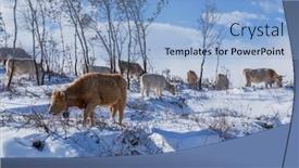  Presentation with snow mountain - Beautiful presentation theme featuring cows-at-the-mountain backdrop and a light blue colored foreground