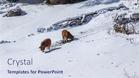  Presentation with mountain snow - Presentation theme having cows-at-the-mountain background and a sky blue colored foreground