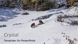  Presentation with mountain snow - Audience pleasing theme consisting of cows-at-the-mountain backdrop and a light gray colored foreground