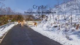  Presentation with mountain snow - PPT theme featuring cows-at-the-mountain background and a teal colored foreground