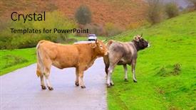  Presentation with shibuya road - Theme consisting of pyrenees road of irati jungle background and a coral colored foreground