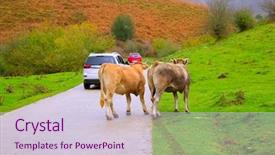  Presentation with road safety children - Presentation theme consisting of cows couple in a pyrenees background and a lemonade colored foreground