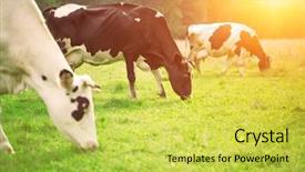  Presentation with cow milk - Theme enhanced with cows eat grass background and a yellow colored foreground