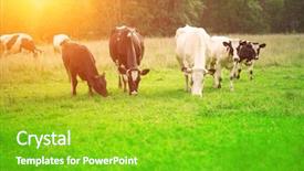  Presentation with cow milk - Slide deck consisting of cows eat grass background and a shamrock green colored foreground
