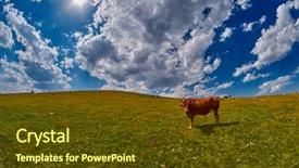  Presentation with blue mountain - Theme having cows eating fresh grass background and a tawny brown colored foreground