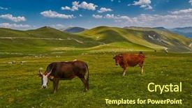  Presentation with blue mountain - PPT layouts enhanced with cows eating fresh grass background and a tawny brown colored foreground