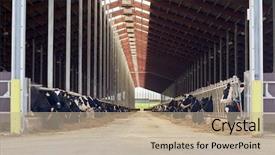  Presentation with animal husbandry - PPT theme featuring cows eating hay in cowshed background and a mint green colored foreground