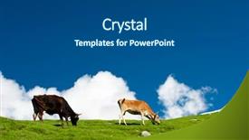  Presentation with meadow - Beautiful PPT theme featuring cows-eating-on-himalayas-meadow backdrop and a dark gray colored foreground