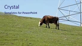  Presentation with living room - Theme consisting of cows enjoy living free range background and a light blue colored foreground