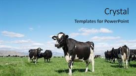  Presentation with clear sunny day rural landscape - Presentation design consisting of cows farm - pasture with animals in summer background and a light blue colored foreground