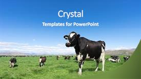  Presentation with pasture - Audience pleasing presentation theme consisting of cows farm - pasture with animals in summer backdrop and a teal colored foreground