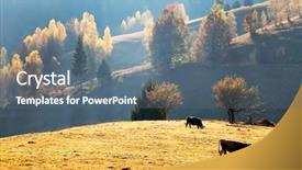  Presentation with babies feeding - Slides having cows feeding on a meadow background and a ocean colored foreground