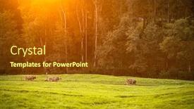  Presentation with pasture - Audience pleasing PPT layouts consisting of cows-going-home-from-pasture backdrop and a tawny brown colored foreground
