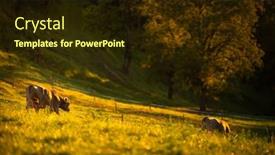  Presentation with pasture - PPT theme with cows-going-home-from-pasture background and a wine colored foreground