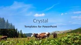  Presentation with area - Presentation with cows-graze-on-a-sunny background and a light blue colored foreground