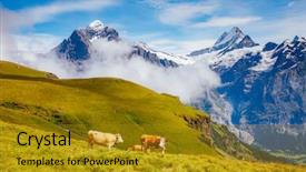  Presentation with world diabetes day - Slide set with cows graze on alpine hills background and a gold colored foreground