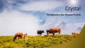  Presentation with cow milk - Slide set with cows graze on alpine hills background and a light blue colored foreground