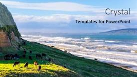  Presentation with south beach - Presentation design enhanced with cows-grazes-on-beach background and a light blue colored foreground