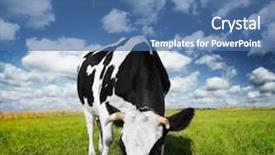  Presentation with cow - Beautiful presentation theme featuring cows grazing - cow eating green grass backdrop and a ocean colored foreground