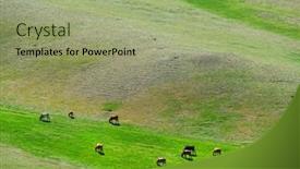  Presentation with mongolia - Slide deck having cows-grazing-grass background and a mint green colored foreground