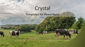  Presentation with grazing - Colorful PPT theme enhanced with cows-grazing-in-a-field backdrop and a light gray colored foreground