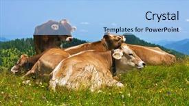  Presentation with grazing - Slide deck having cows grazing in alps background and a light blue colored foreground