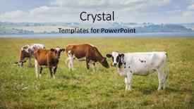  Presentation with grazing - Beautiful theme featuring cows grazing in farm field backdrop and a light blue colored foreground