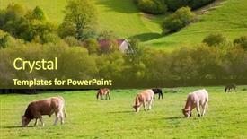  Presentation with grazing - Audience pleasing PPT layouts consisting of cows grazing in pyrenees green backdrop and a tawny brown colored foreground