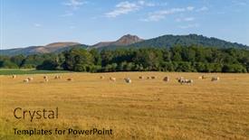  Presentation with grazing - Slide set featuring cows-grazing-in-pyrenees-meadows background and a  colored foreground