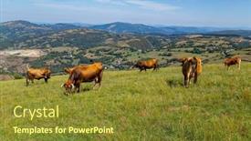  Presentation with grazing - Presentation theme enhanced with cows-grazing-in-pyrenees-meadows background and a  colored foreground