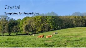  Presentation with livestock - PPT theme enhanced with cows-grazing-in-the-pasture background and a  colored foreground