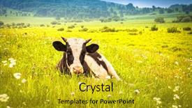  Presentation with dairy cow - Amazing presentation design having cows grazing on a green backdrop and a gold colored foreground