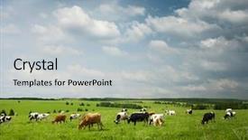  Presentation with grazing - Slides enhanced with cows grazing on a green background and a light gray colored foreground