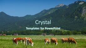  Presentation with grazing - Slide set having cows grazing on a green alpine meadow in a sunny day background and a ocean colored foreground