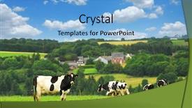  Presentation with grazing - Colorful theme enhanced with cows grazing on a green backdrop and a light blue colored foreground