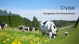  Presentation with grazing - Beautiful presentation featuring cows grazing on a spring backdrop and a light blue colored foreground