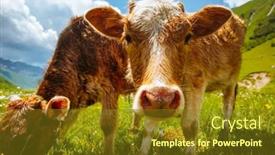  Presentation with beauty products - Amazing theme having cows-grazing-on-an-alpine backdrop and a tawny brown colored foreground