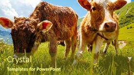  Presentation with beauty products - PPT theme enhanced with cows-grazing-on-an-alpine background and a tawny brown colored foreground