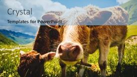  Presentation with beauty products - Amazing slides having cows-grazing-on-an-alpine backdrop and a light blue colored foreground